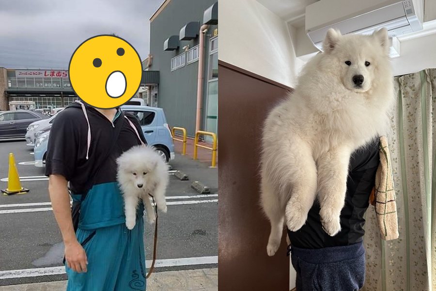日本有名網友飼養了一隻名叫Ruka（るか）的薩摩耶犬，他回憶Ruka小時候時還能被單手抱在自己腰間，如今卻成了一隻超級巨大的「大白熊」。圖擷自X@GONJABUROU