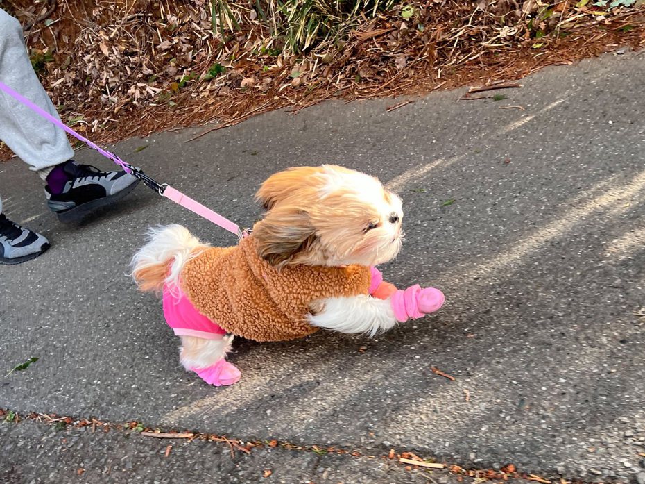日本一隻名叫Poncho（ぽんちょ）的西施犬平時最喜歡到公園散步，每次快抵達之前總是會用「百米衝刺」的速度向公園奔去。圖擷自X@pan_pon_cho