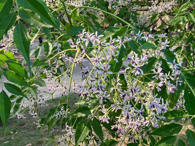苦楝树的花瓣呈淡紫色，还会散出似洋玉兰的香味。图／新北市景观处提供