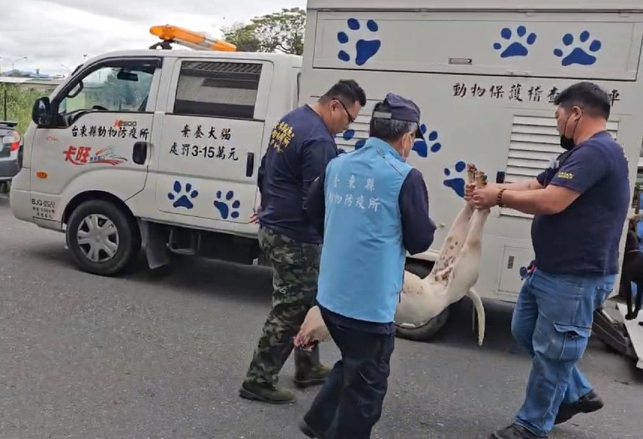 台東縣政府動保所派員前往飼主家中肇事的杜高犬，用吹箭射麻醉，見犬隻昏睡不動，將其搬上車戴會所內安置保管。圖／民眾提供