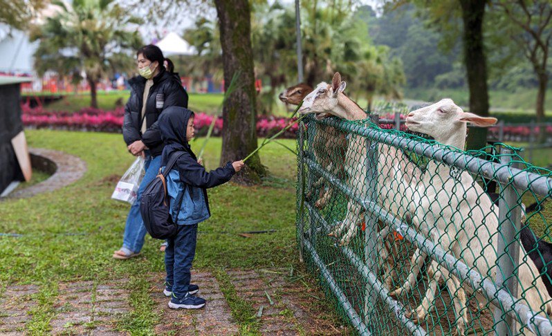 可爱动物庄园，孩童喂食山羊。记者陈敬丰／摄影