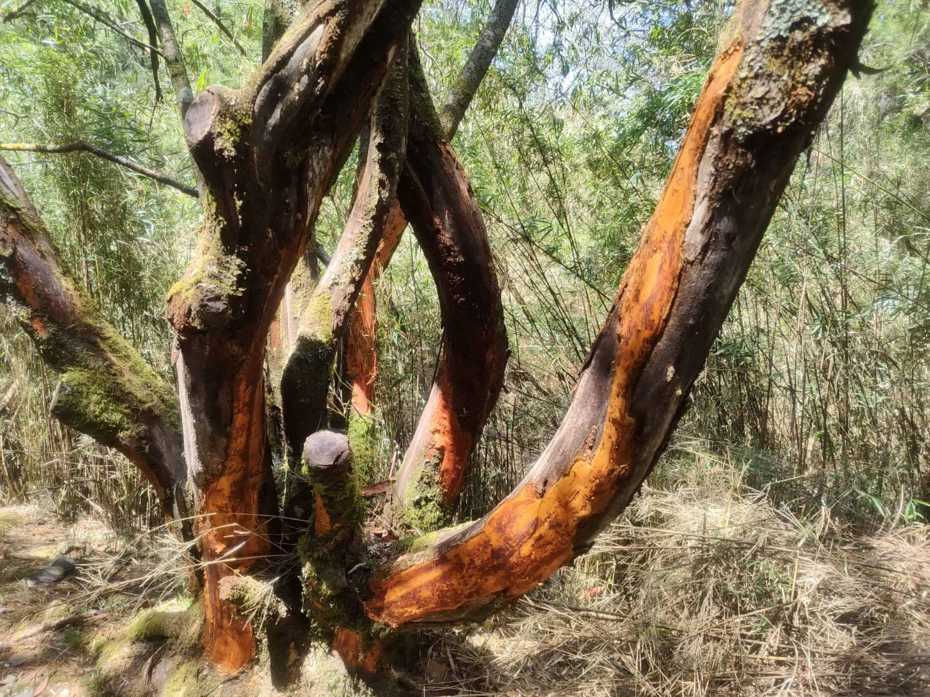 玉山塔塔加地區最近有樹木樹皮整片遭啃咬脫落。圖／玉管處提供
