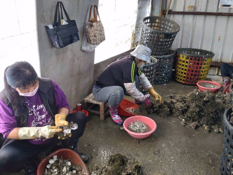 台南市曾文溪以南養殖的牡蠣，最近暴斃情形嚴重，蚵農要求找出原因。記者鄭惠仁／攝影