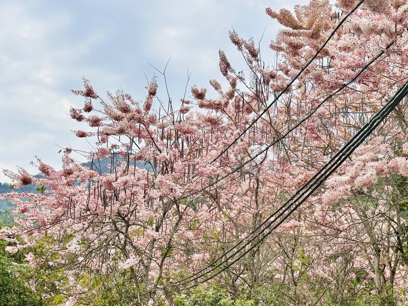 台南玉山宝光圣堂300多棵花旗木已满开，一片粉红让游客赞叹连连。记者李文德／摄影