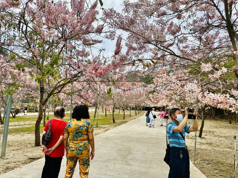 台南玉山宝光圣堂300多棵花旗木已满开，特别是上方景德公园满开情形，让民众像是进入粉红隧道。记者李文德／摄影