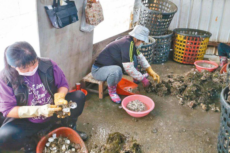 台南市曾文溪以南沿海養殖的牡蠣最近死亡情形嚴重，蚵農要求找出原因。記者鄭惠仁／攝影