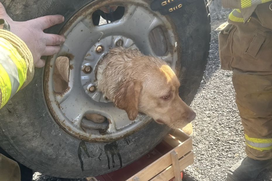 拉布拉多犬「黛西」（Daisy）的頭因不明原因卡在一個備胎輪圈裡動彈不得。（圖／Facebook Franklinville Volunteer Fire Company）