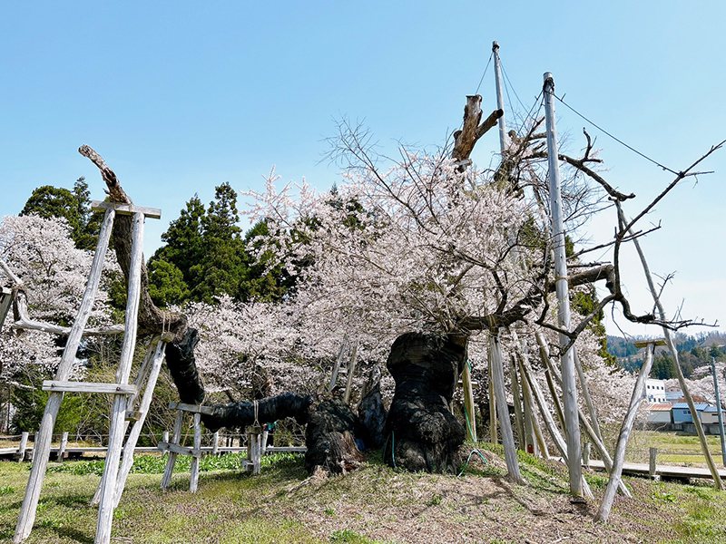 ▲國家指定天然紀念物江戶彼岸的櫻花樹，是日本首屈一指的江戶彼岸古樹之一。　圖：Recruit Co., Ltd.／提供