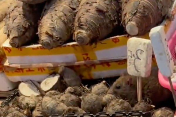 廣東菜市場裡「鼠鼠出沒」，躲在芋頭堆裡的模樣被一名男子撞見拍了下來。圖/翻攝自微博