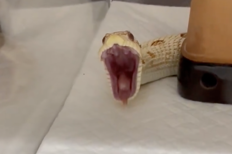 黃白相間紋路的小蛇張著大嘴巴面向鏡頭，口腔內粉色的內壁與分岔的舌頭能看得一清二楚。（圖／翻攝自推特 @ssbn_izumi）