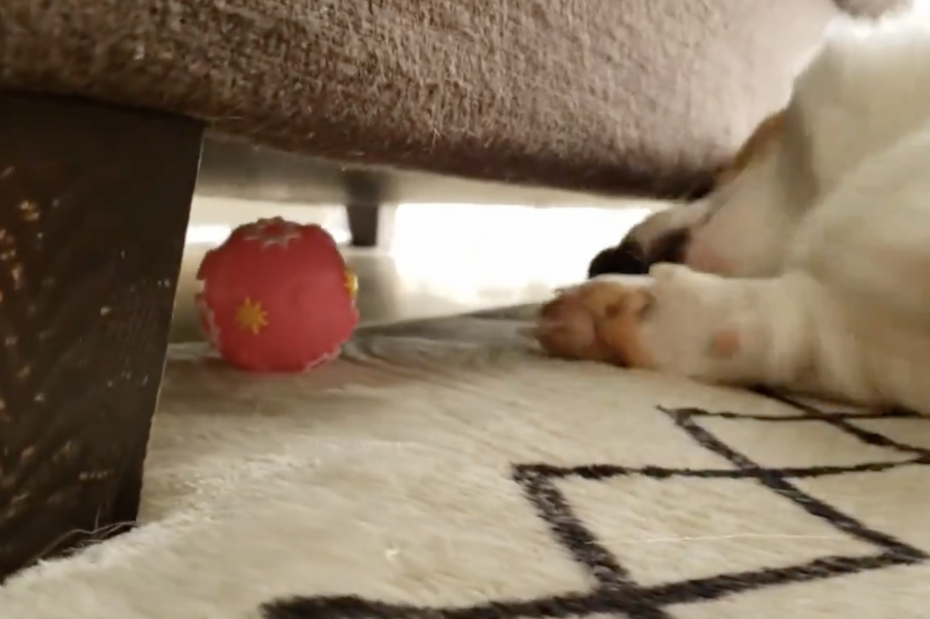 柯基犬「小町」（こまち）側躺在地上，著急得用雙手試圖勾出掉在沙發底下的玩具球。（圖／翻攝自推特 @komachiaya_）