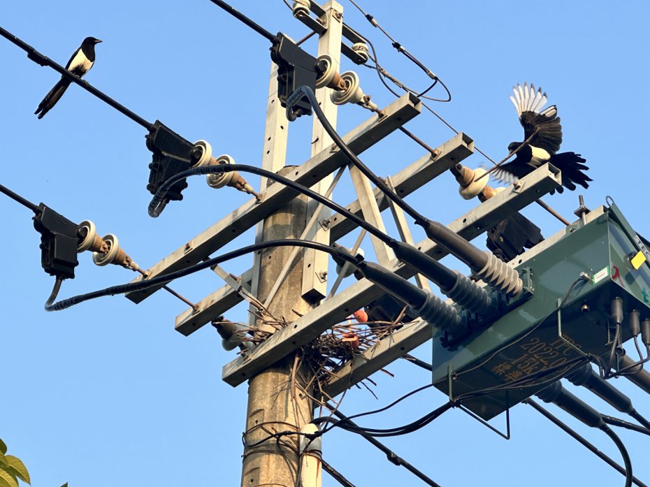 台電高雄區處在彌陀區的某支電線桿上，發現正在築巢的喜鵲夫婦。圖／台電提供