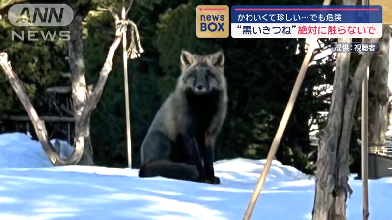 北海道有民眾遇到罕見的「黑色狐狸」。圖擷自YouTube
