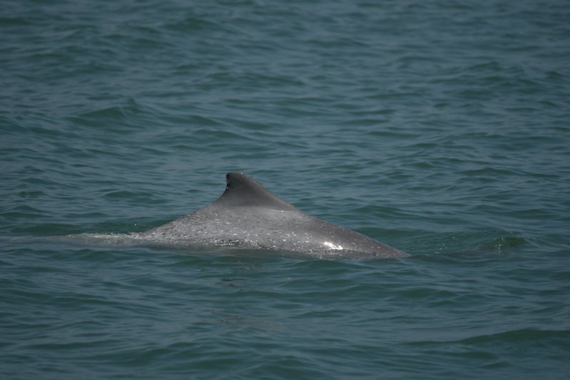 這次被辨識出來的白海豚編號為OCA070，經投票後被命名為「貝多芬」。圖／蠻野心足協會提供