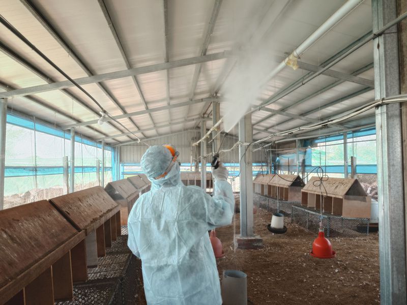 台南後壁某養雞場經確診為H5N1亞型高病原性禽流感，農業局動保處今完成撲殺1463隻肉雞及銷毀雞蛋作業。圖／台南市政府農業局提供