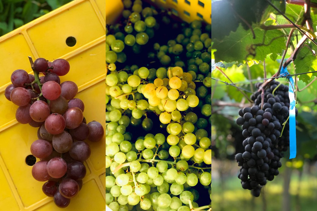 威石東使用台灣本土葡萄來釀酒，如蜜紅（左）、木杉（中）與黑后（右）。 圖／Pen...