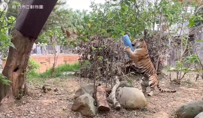 新竹市立動物園今年迎來孟加拉虎，保育員打造沙包作為牠的玩具。圖／新竹市立動物園提供