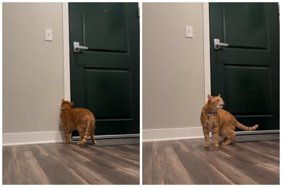 橘貓無法忍受飼主外出，在門口不斷哭號。圖取自抖音