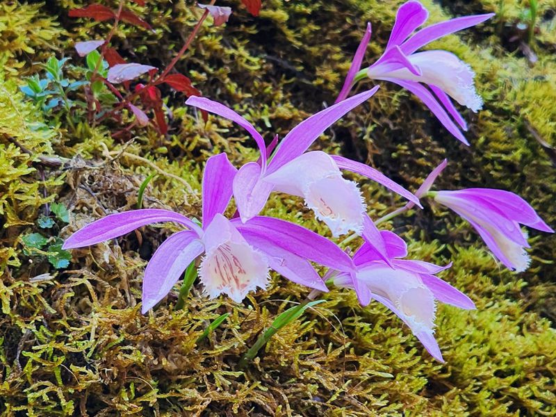 阿里山国家森林游乐区开花的一叶兰 。图／林业保育署嘉义分署提供