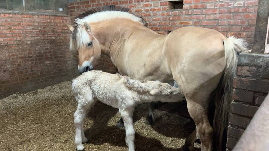 台中神馬郡休閒農場的挪威峽灣馬母馬Anna，今晨1點多順利誕下一匹健康小母馬，母女均安。圖／神馬郡休閒農場提供