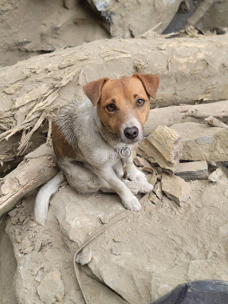 花莲县消防局搜救犬Wilson是杰克罗素犬，为了寻找失联者浑身脏兮兮，还是非常可爱。图／花莲县消防局提供
