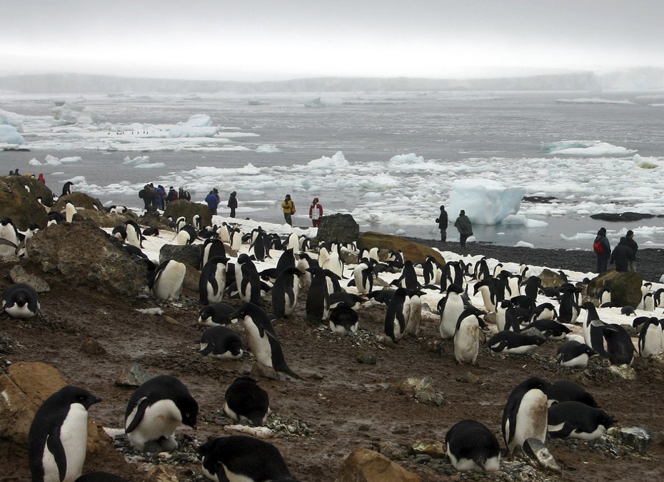 澳洲聯邦大學一份聲明指出，他們上月進行的一次南極考察研究，發現至少532隻死亡的阿德利企鵝，甚至估計實際上已有上千隻阿德利企鵝死亡。圖為阿德利企鵝示意圖。美聯社