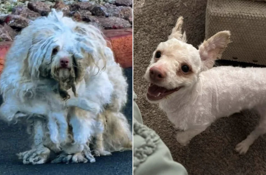 浪浪「布萊斯」（Blythe）在拉斯維加斯街頭被人發現時，全身毛髮笨重、打結且髒亂，嚴重到無法辨識性別。（圖／Facebook AARF - Animal Angels Rescue Foundation）