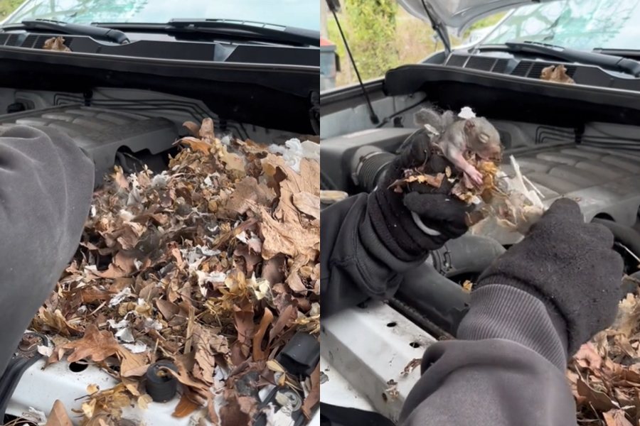 國外一名男子日前想開車引擎卻始終發不動，打開引擎蓋發現不但有奇怪的落葉堆，還找到了6隻出生不久的松鼠寶寶。圖擷自Tiktok@wildliferehab_kl