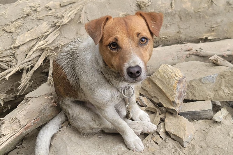 花蓮縣消防局搜救犬Wilson，是這次花蓮地震砂卡礑搜救行動中，第一個發現巨石堆下罹難者的功臣。圖／花蓮縣消防局提供
