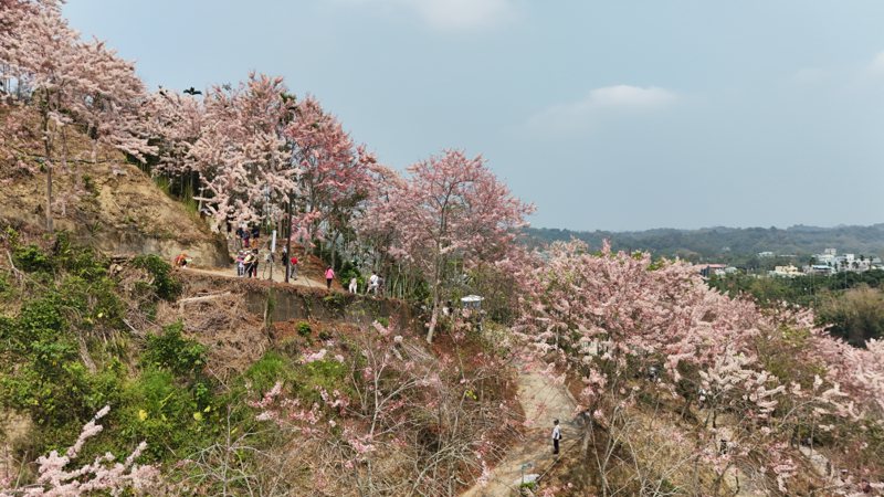 嘉义县竹崎乡粉红花旗木盛开，预计花期将持续1个月。记者黄于凡／摄影