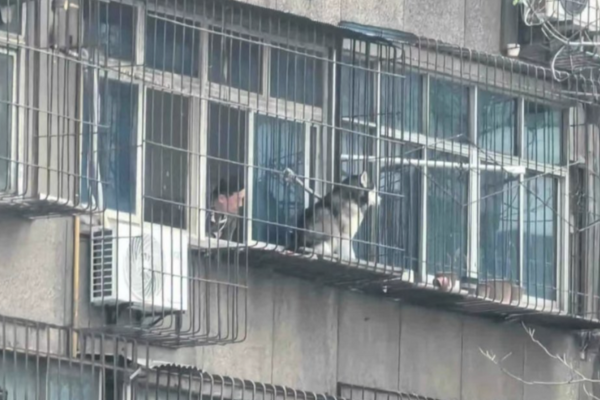 有網友拍下對面鄰居疑似和家裡哈士奇吵架，狗狗氣得是坐在窗台不願進屋。圖/翻攝自微博