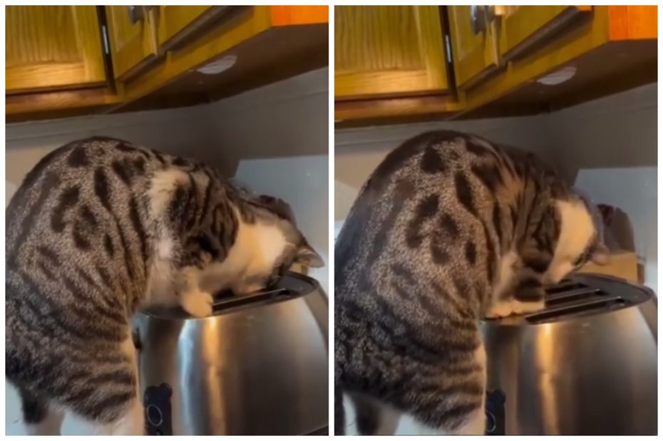 虎斑貓在廚房對著烤麵包機狂撈。圖取自IG