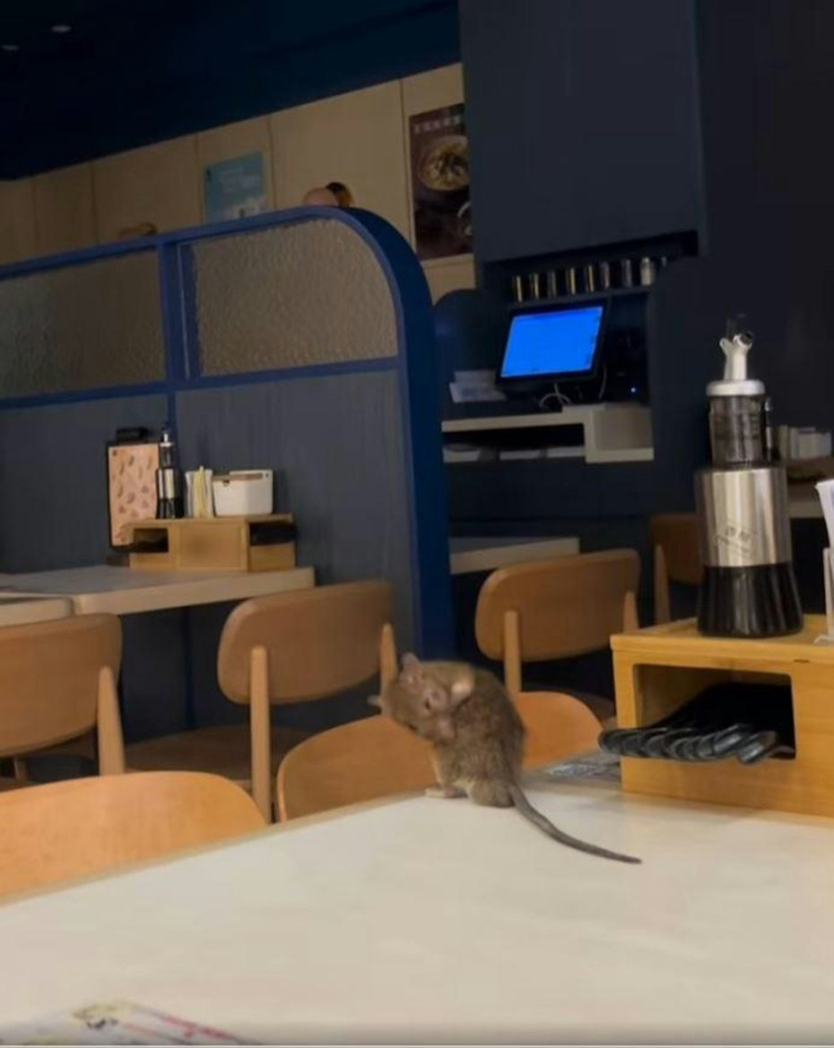 有網民上傳影片，顯示大埔新達廣場1間餐廳的餐桌上，有1隻大老鼠不停整理毛髮，似在清潔自己的身體。（facebook影片截圖）