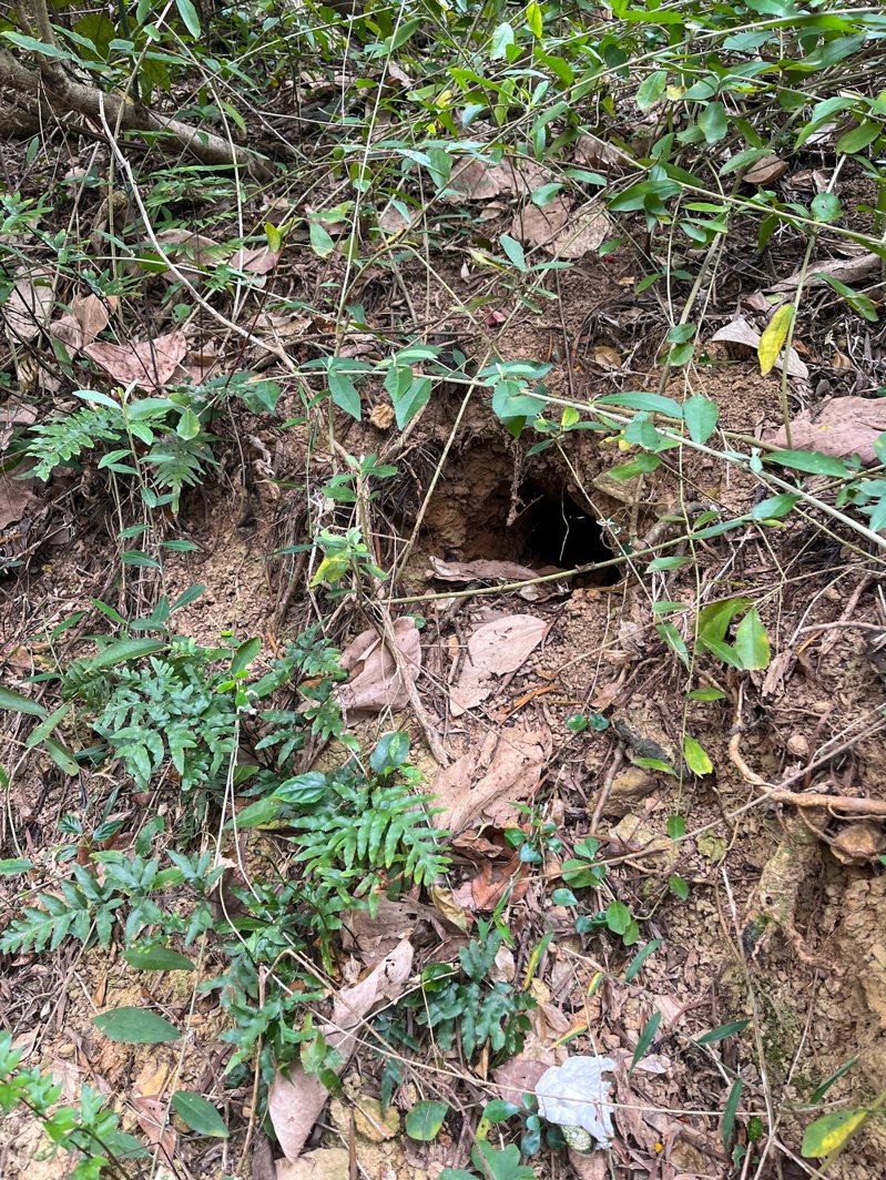 清華大學8日表示，校園內發現有5個穿山甲所挖掘洞穴，確認穿山甲已棲息於清華校園中。圖／清華大學提供