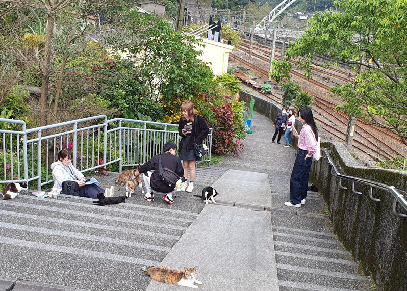 新北市瑞芳区猴硐猫村因流浪猫咪聚集而驰名。图／新北动保处提供