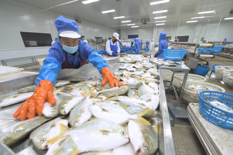 位於中印尼「兩國雙園」的福建淼天匯食品有限公司員工在整理準備出口到印尼的魚產品。（新社）