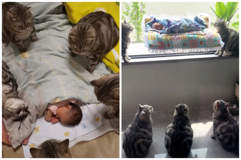 嬰兒熟睡時，五隻貓咪出於好奇圍在寶寶身邊。圖取自抖音