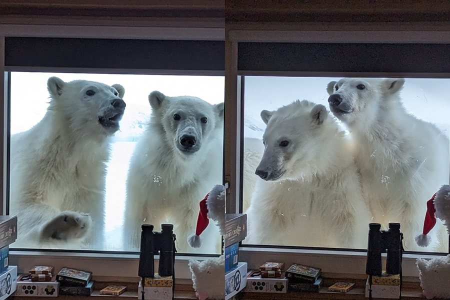 一名氣象學家在極地研究站準備早餐時，發現有北極熊一家三口正貼在窗戶上好奇觀察屋內。圖擷自臉書/Polish Polar Station Hornsund