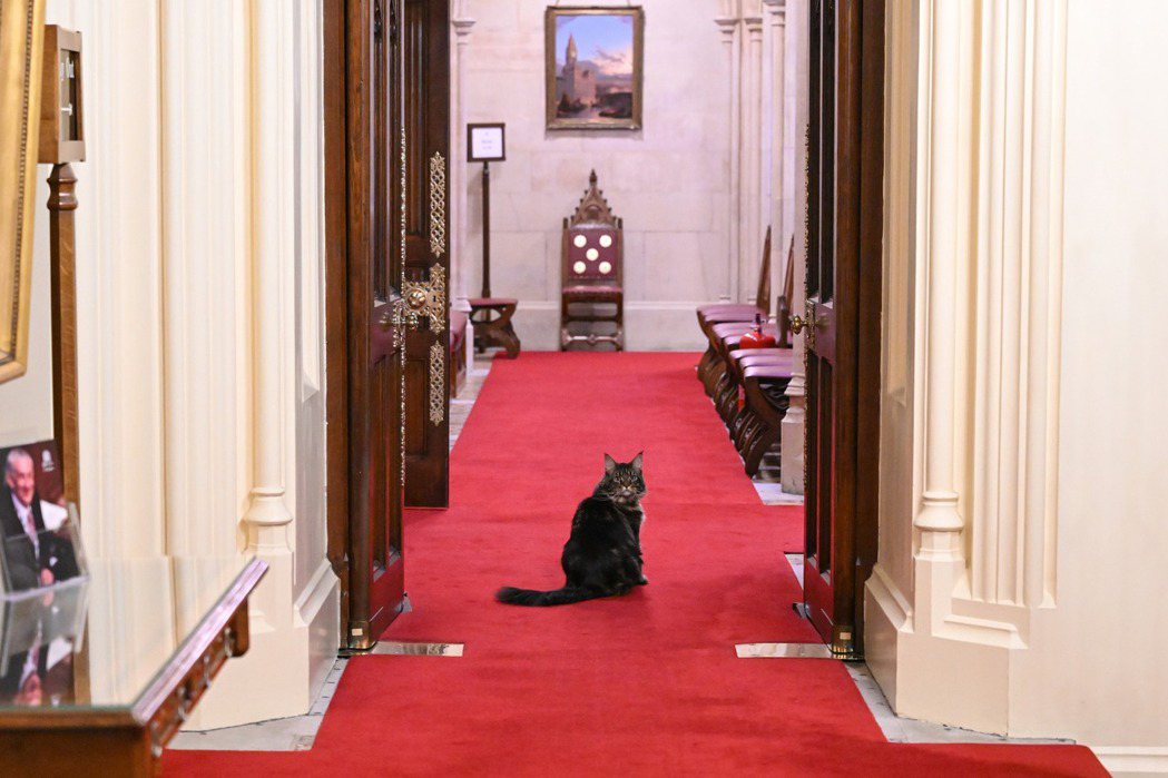 英國下議院議長賀立紳（Lindsay Hoyle）的愛貓Attlee在國會內。 ...