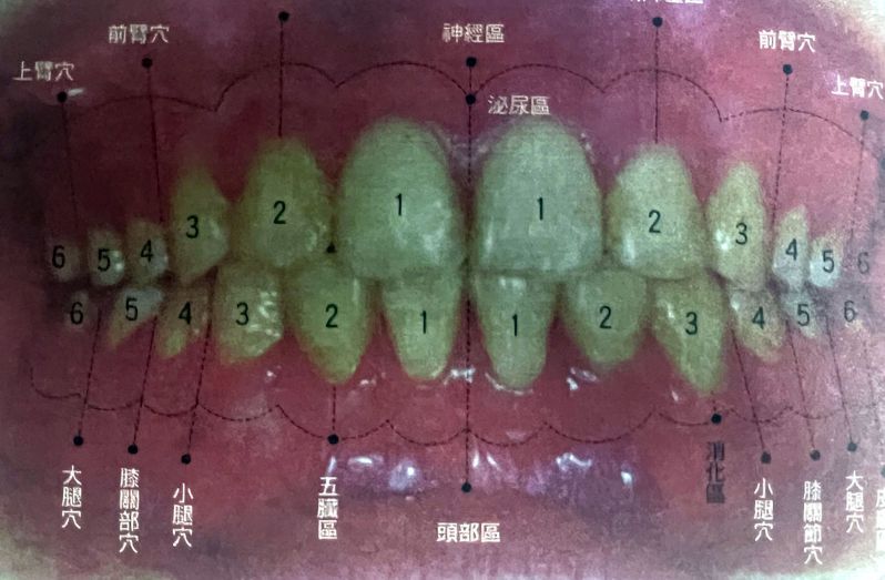 口腔癌专家谢天渝医师精专中医医理，他研究发现，牙齿的穴位经络对应人体的五脏六腑，男性前牙好不好，也攸关性功能。记者王昭月／翻摄