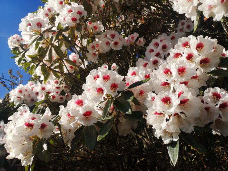 每年4月进入合欢山杜鹃花季，但今年花季前遭逢花莲强震，太鲁阁国家公园封闭，能否赏花仍待研议。图为2021年花况。图／本报资料照