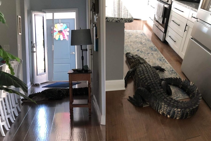 美國一名網友聽到前門有聲響，還以為是有陌生人走錯門。沒想到是一隻鱷魚破門而入。圖擷自臉書Peter Busch
