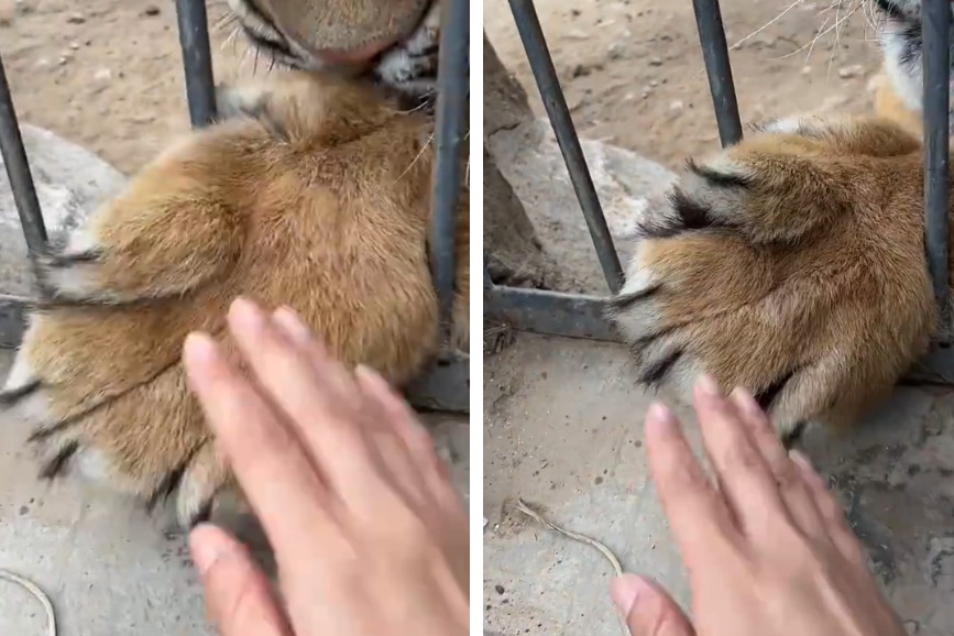 一名觀光客在動物園內直擊飼育員竟然用力拍打老虎寶寶的前肢，力道看起來頗大，不少網友質疑可能有虐待動物的嫌疑，對此園方出面表示其實這其實只是在抓癢。 (圖/取自影片)