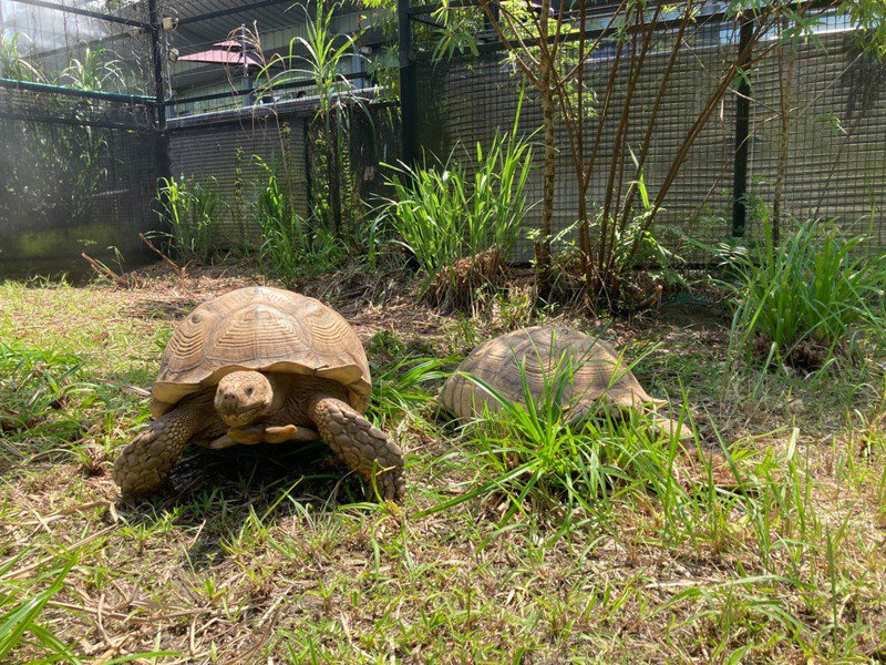 蘇卡達象龜示意照，非當事象龜。聯合報系資料照／北市動物園提供