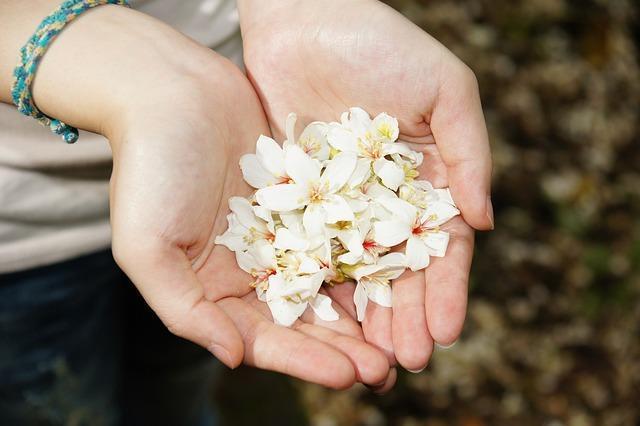 四月桐花紛飛 6大「油桐花景點」帶你一同觀賞繁花盛景 圖片來源/:Pixabay