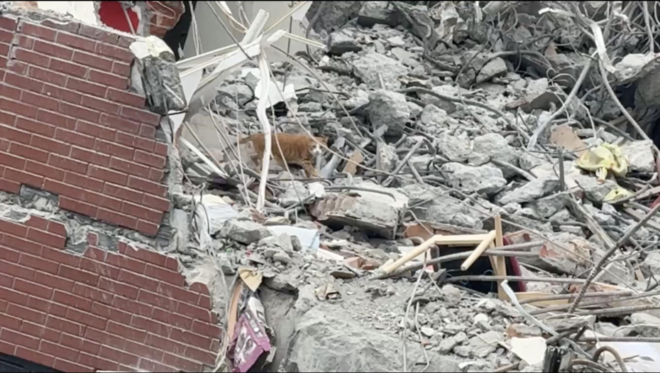 花蓮天王星大樓拆除現場今天發現一隻橘貓，在瓦礫堆中害怕地探頭，疑似就是罹難康老師的貓「妞妞」。圖／民眾提供