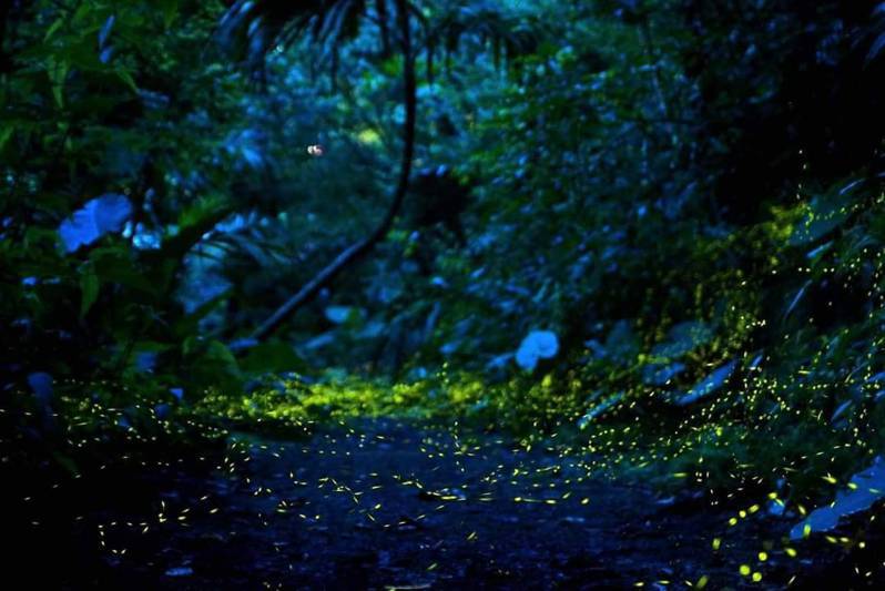 小礁溪赏萤区位于道路旁，交通方便，萤火虫数量密度高，成为绝佳赏萤首选。图／乡公所提供