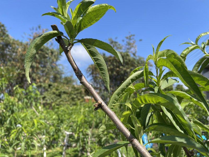 台中新社区盛产桃子，种植面积约有300公顷，但今年1月下旬受寒流影响，严重受损，即日起至19日可申请灾害救助。图／中市府提供