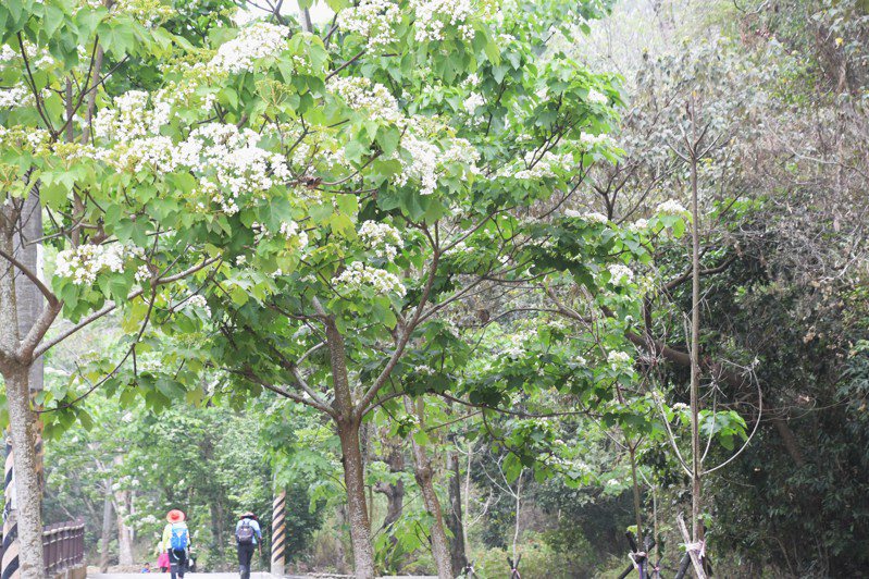 彰化縣芬園鄉挑水古道的桐花開得正美，走在其間，令人賞心悅目。記者劉明岩／攝影