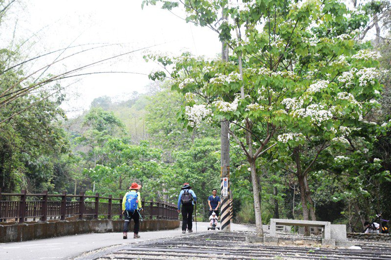 彰化县芬园乡挑水古道的桐花开得正美，走在其间，令人赏心悦目。记者刘明岩／摄影